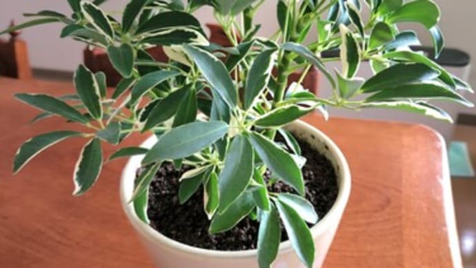 観葉植物の植え替え