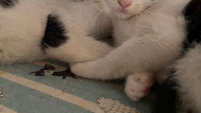 子猫紹介 昆布姉妹