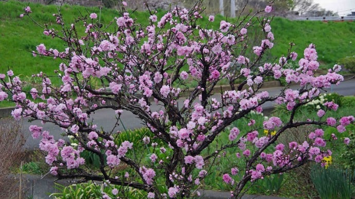 春の花(10)・・・ 桃