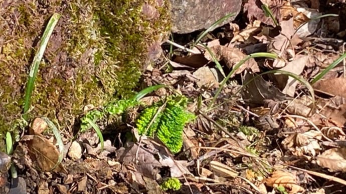 山野草の生える、散歩道に行って来まさした。