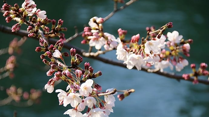 大岡川付近はまだ咲いてません