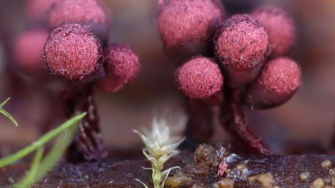 ムラサキアミホコリ(Cribraria purpurea)と変形菌