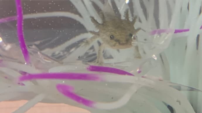 我が家へようこそ!