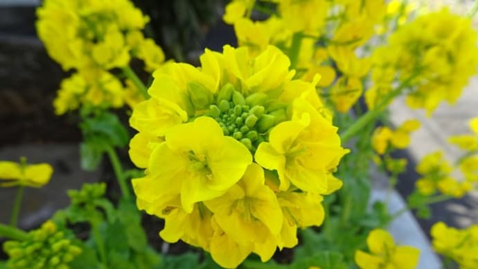 花&(=^・^=)