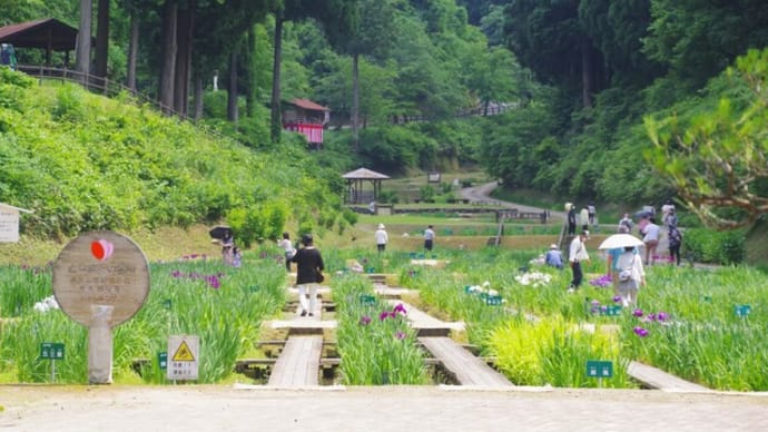 ６月１０日「花しょうぶ祭り」開幕