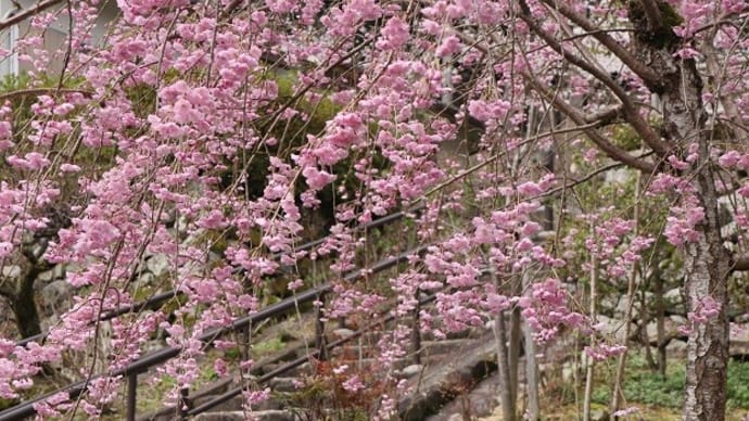 長谷寺の桜（4）と出会い