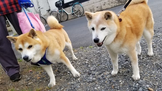 日中は暑かった~