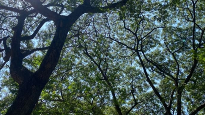 忙しい土曜日。