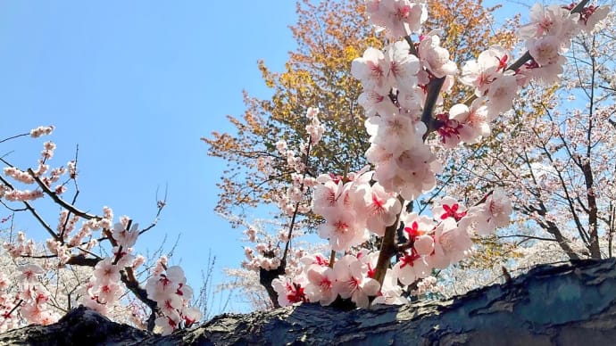 ラァ〜〜〜♪ の、おくちっっ【北海道神宮の桜を添えて｡｡｡】