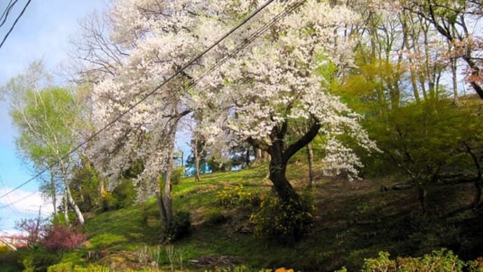 今朝の桜（山王小の南側→東山→御厩橋へ向かう遊歩道）