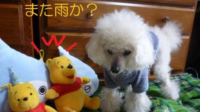 また週末に春の嵐…W低気圧…( ̄ヘ ̄;)ウーン