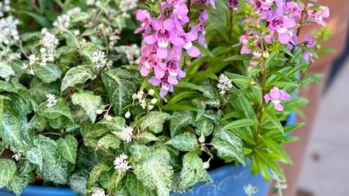 今日の雨から気温が変化〜発芽が楽しみ〜*クレマチスのあの手この手*