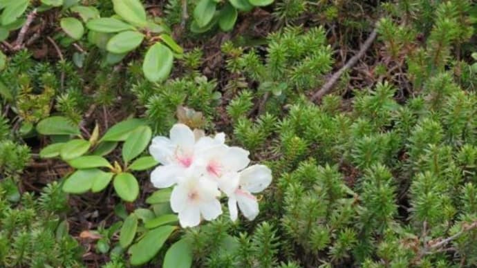 黄花石楠花