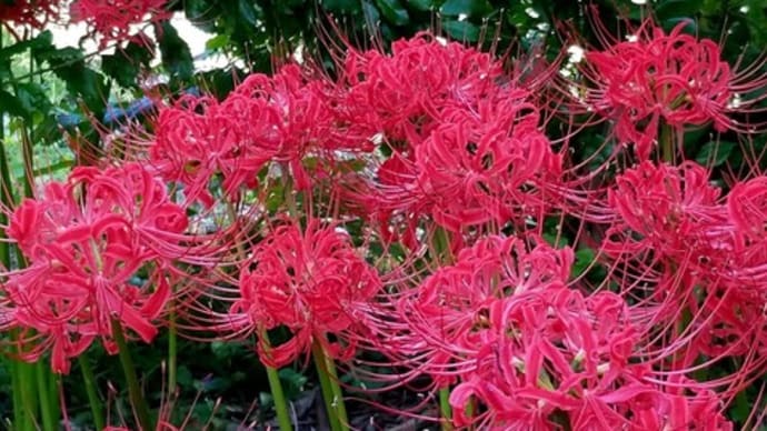 🌺彼岸花、萩、~ 朝焼け&虹🌈✨