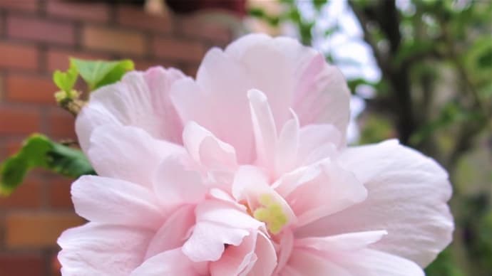 紫陽花ゼリー◆ライムグリーンの蕾から純白に☆爽やかに初夏の訪れ◆新品種ポージィブーケ他◆