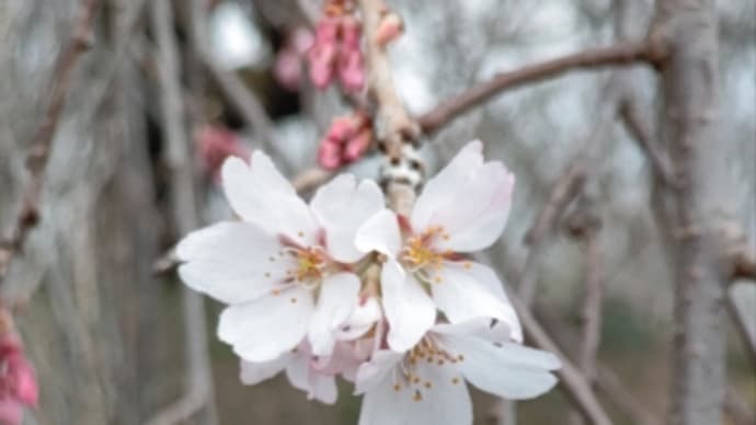 城址公園の今の桜と