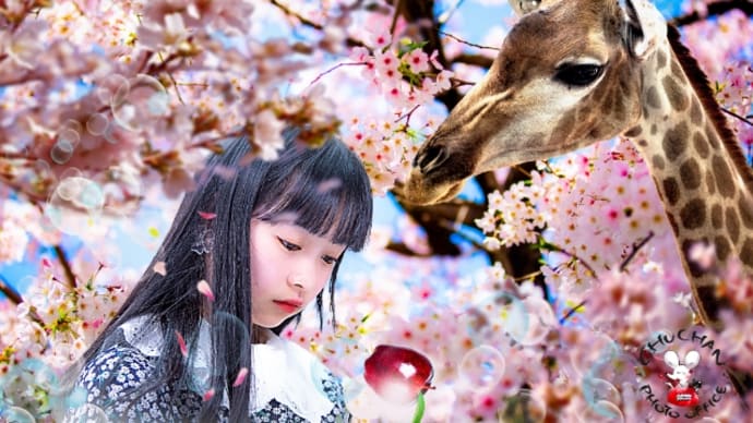 🌟桜と娘