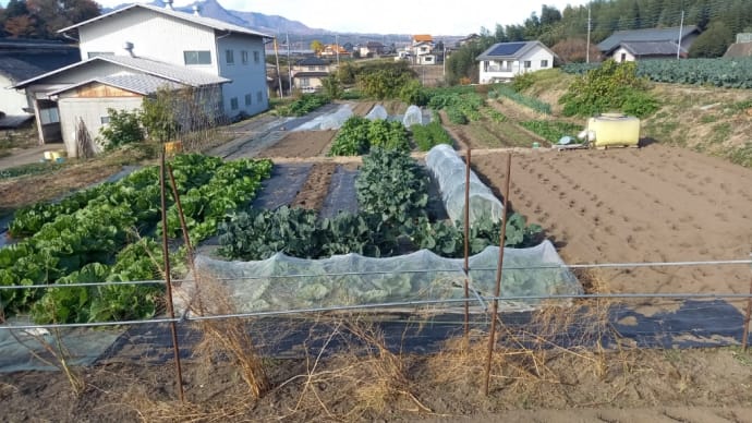 自家の畑で農作業