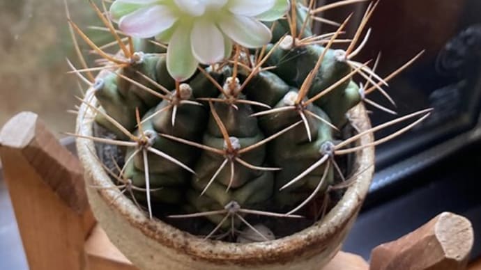 庭の花とサボテン