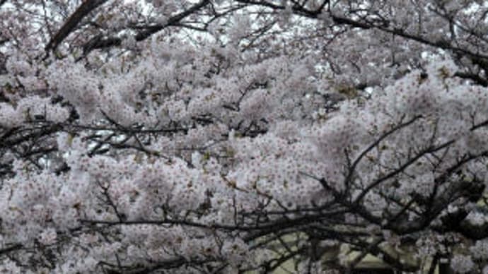 桜とツクシ