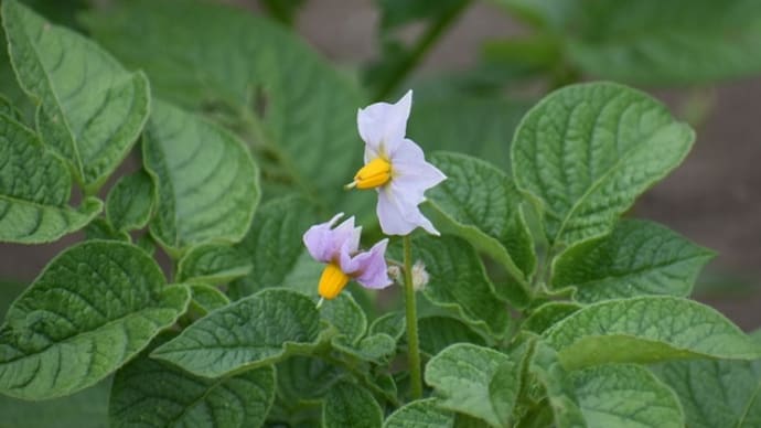 ジャガイモの花3種、周辺の植物、昆虫少し