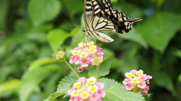 天使があなたに今日伝えたいことは?~最近私が経験したエンジェルサイン~
