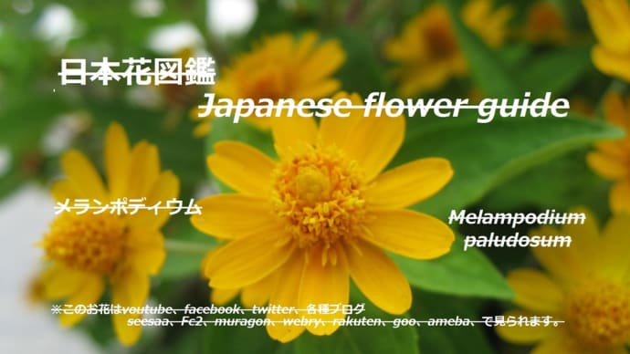 私は二センチのひまわり?!I'm a two centimeter sunflower?!