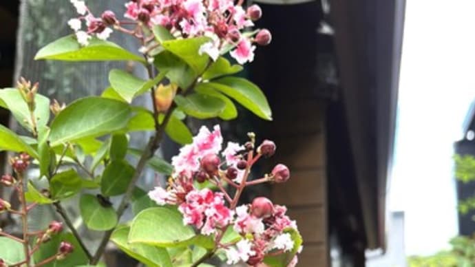 暑いのは仕方ないので、、、