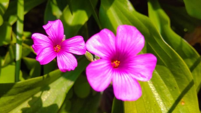 イモカタバミ：可愛い花