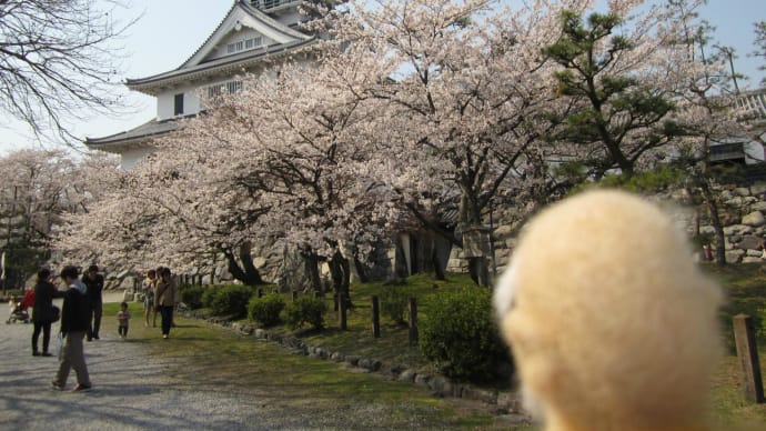 今日は長浜城に桜見物に行ってきました～（＾－＾）