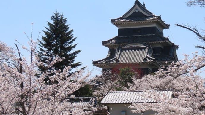 満開の松本城の桜