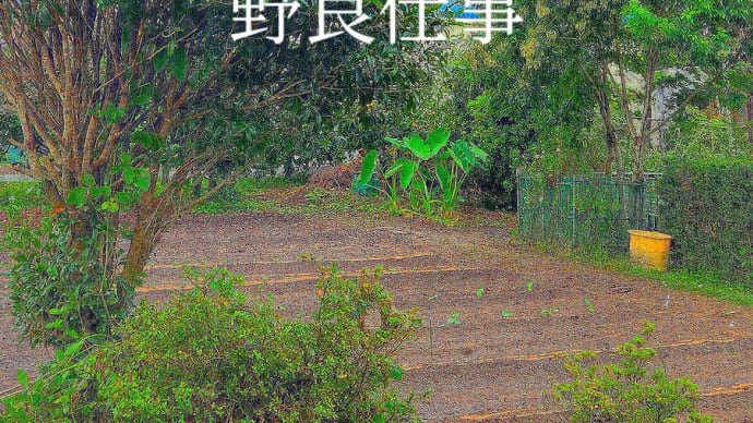 冬野菜・忘備録⑴
