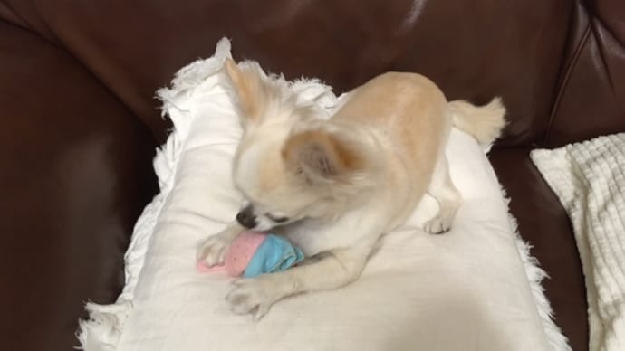 かみなりさまにびっくリリ&冬瓜収穫