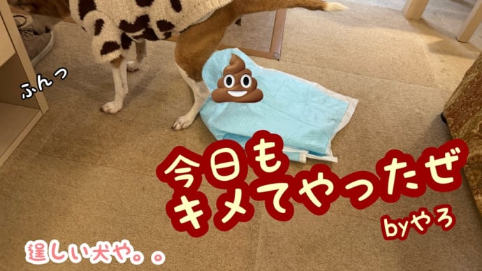 旅犬in波乱の!?長野・岐阜の旅編③