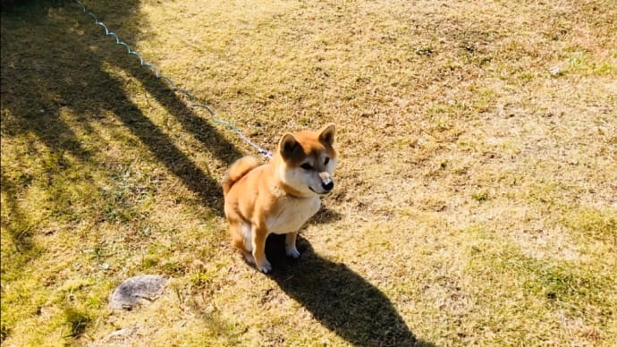 ナイスキャッチ🐕