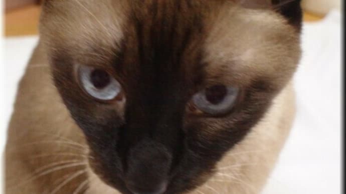 ジト目の猫たち