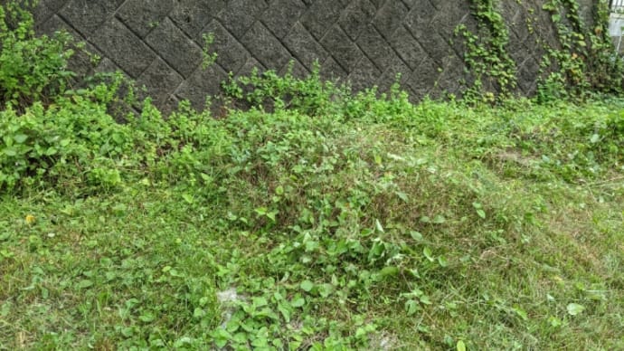 庭の草刈り