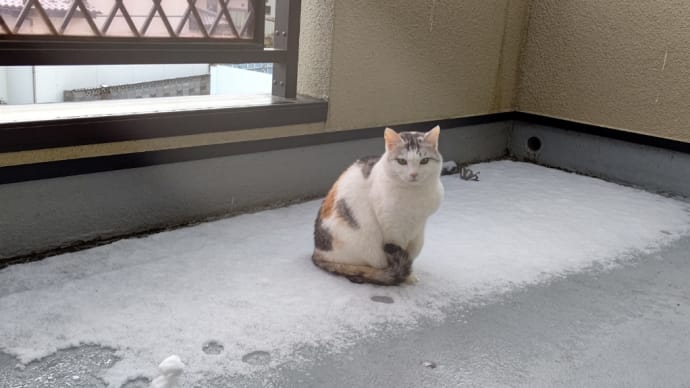 対してミーちゃん