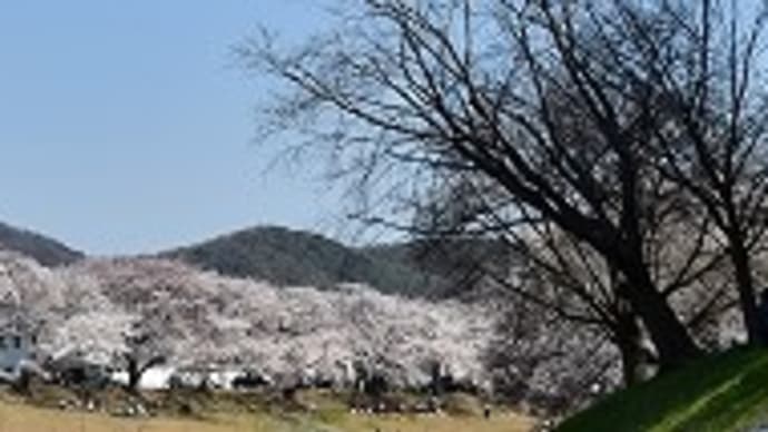 旭川さくらみち の 桜