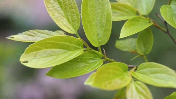 エノキの新緑と害虫