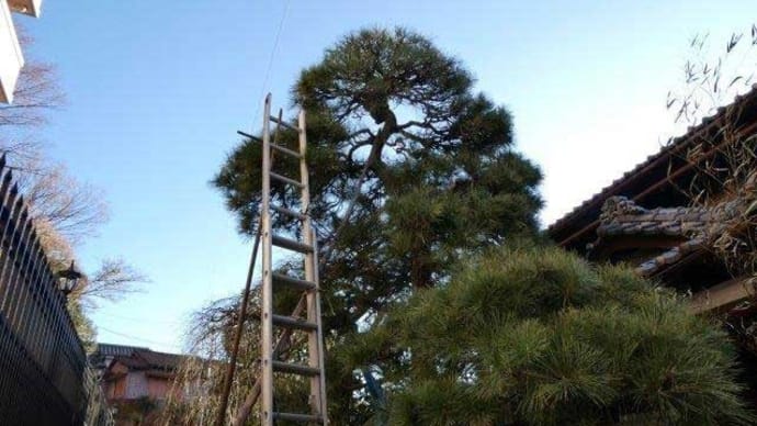 年末の風物詩!? イケメン植木屋さんの刈込みです☆ 梅代さんが… そして十字架が…