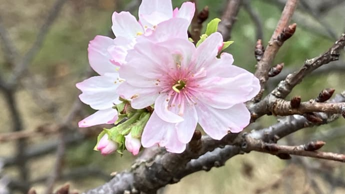 新宿御苑で④ 十月桜 皇帝ダリア 茶筅の和三盆