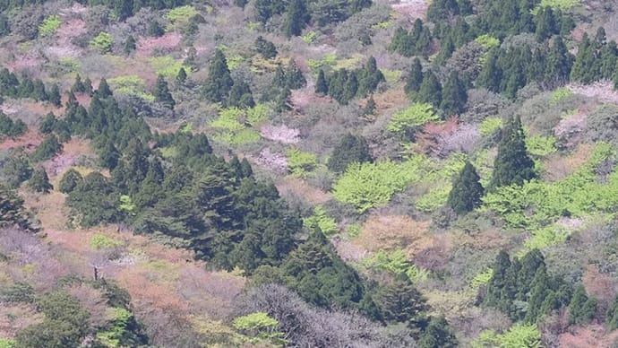 春におすすめする屋久島ガイドツアーは「色鮮やかな新緑につつまれるリバーカヤックツアー」と「太鼓岩からのカラフルな新緑とヤマザクラの絶景・白谷雲水峡ツアー」