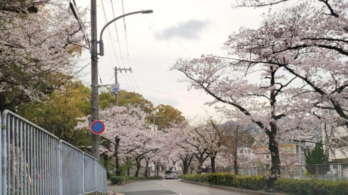 桜の季節(*´艸｀*)