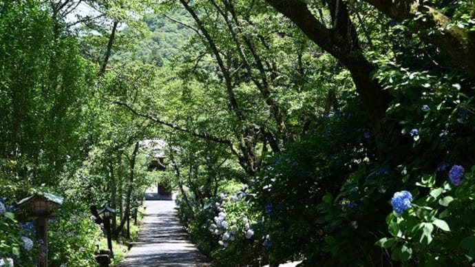 赤磐市 紫陽花の寺 「普門院」