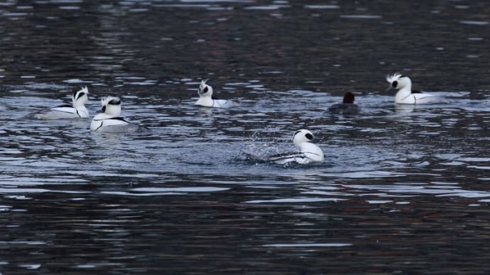 ●過去の記事より　ミコアイサ（パンダカモちゃん）　富山市環水公園　夕陽