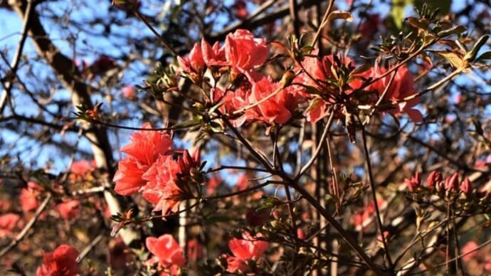城峯公園の季節外れの花