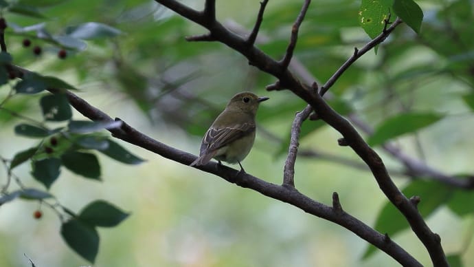 公園にやってきた野鳥たち…!