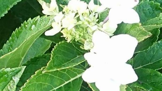 身体と庭とどちらが大事か??