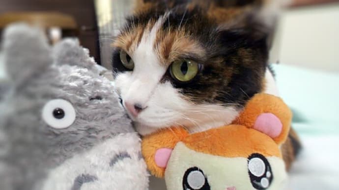 今日は特別な日 (=^^=)